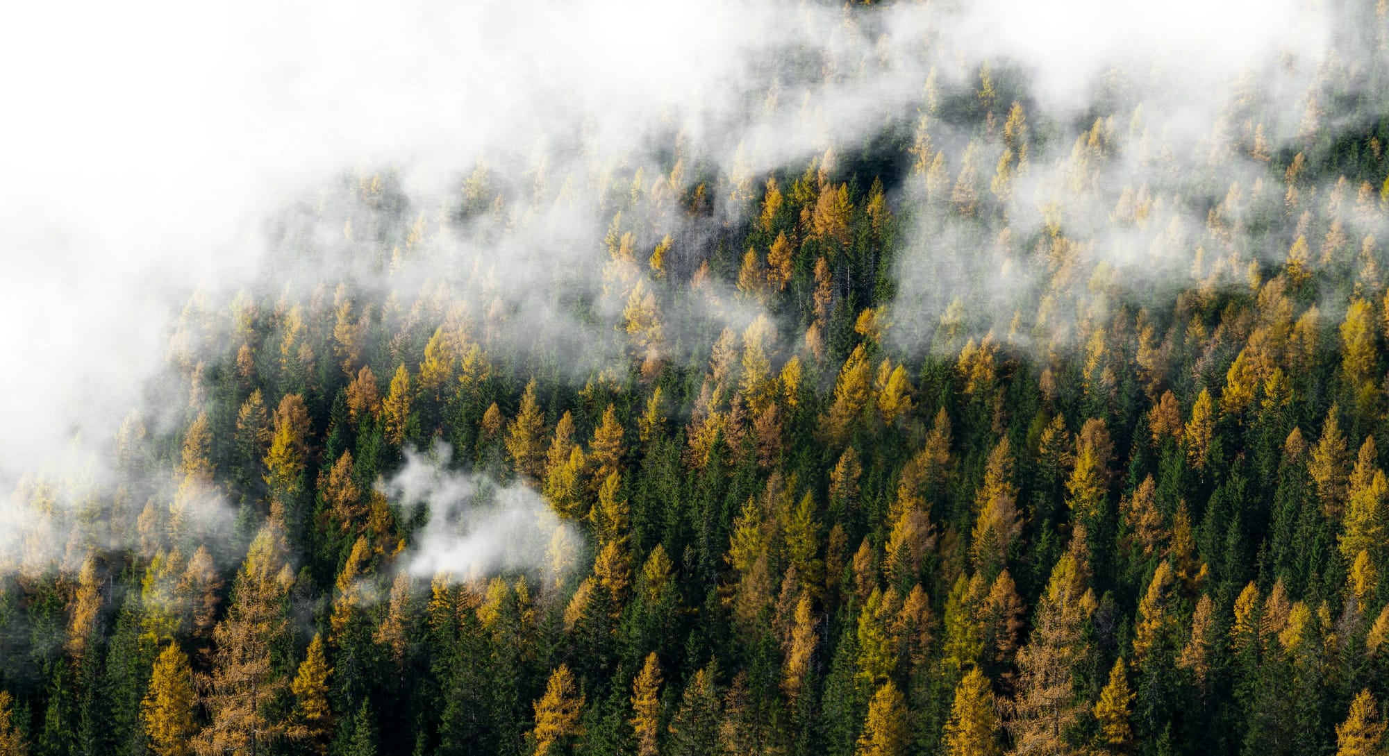 Fog over a green forest canopy
